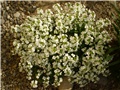 arabis